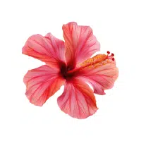 Hibiscus | Ornamental Plants Names
