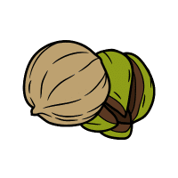 Hickory Nut | Hard Fruits Names