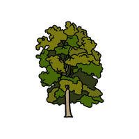 Hickory | Deciduous Plants Names