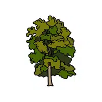 Hickory | Deciduous Plants Names