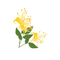 Honeysuckle | Deciduous Plants Names