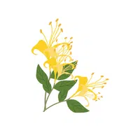 Honeysuckle | Deciduous Plants Names