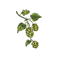 Hop | Climbing Plants Names