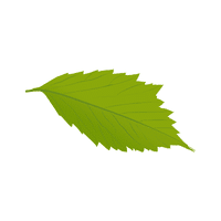 Hornbeam | Deciduous Plants Names