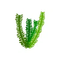 Hornwort