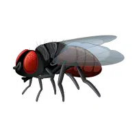 Housefly | Nocturnal Insects Names