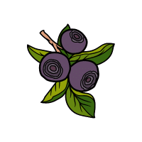 Huckleberry | Berry Fruits Names