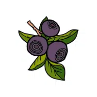 Huckleberry | Berry Fruits Names