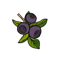 Huckleberry | Wild Fruits Names