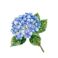 Hydrangea | Deciduous Plants Names