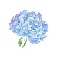 Hydrangea | Ornamental Plants Names