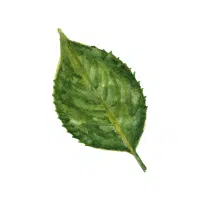 Hydrilla