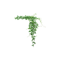Ivy | Climbing Plants Names