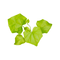 Ivy gourd | Vine Fruits Names