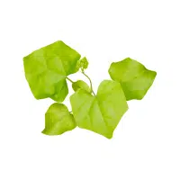 Ivy gourd | Vine Fruits Names
