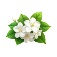 Jasmine | Ornamental Plants Names