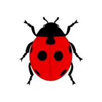 June Beetle | Nocturnal Insects Names