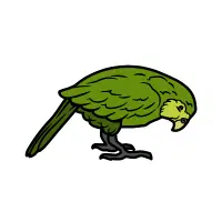 Kakapo