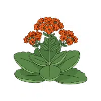 Kalanchoe | Ornamental Plants Names