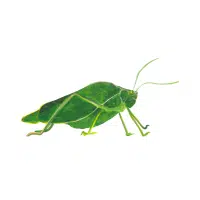 Katydid | Nocturnal Insects Names