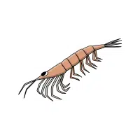 Krill