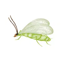 Lacewing | Nocturnal Insects Names