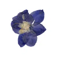Larkspur | Biennial Flowers Names