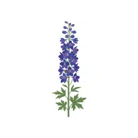 Larkspur | Annual Flowers Names