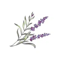 Lavender | Ornamental Plants Names