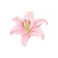 Lily | Ornamental Plants Names
