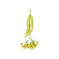 Linden | Deciduous Plants Names