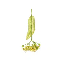 Linden | Deciduous Plants Names