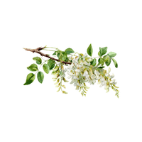 Locust | Deciduous Plants Names