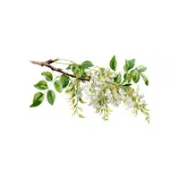 Locust | Deciduous Plants Names