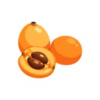Loquat | Wild Fruits Names