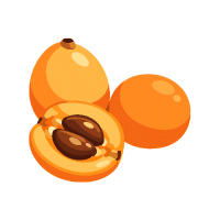 Loquat | Orchard Fruit Names