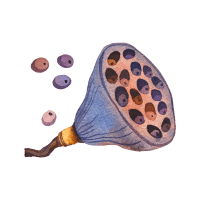 Lotus Seed Fruit | Hard Fruits Names