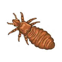 Louse | Nocturnal Insects Names