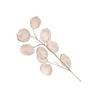 Lunaria | Biennial Flowers Names