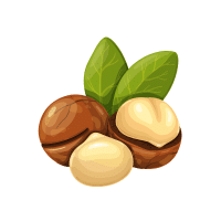 Macadamia | Hard Fruits Names