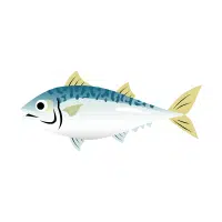 Mackerel | Salty Water Animals Names
