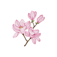 Magnolia | Deciduous Plants Names
