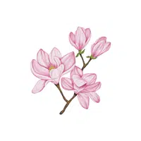 Magnolia | Deciduous Plants Names