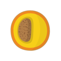 Mammee | Stone Fruits Names