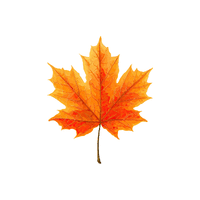 Maple | Deciduous Plants Names