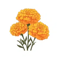 Marigold | Ornamental Plants Names