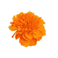 Marigold | Biennial Flowers Names