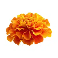 Marigold | Annual Flowers Names