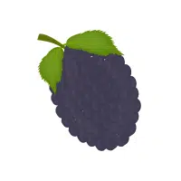 Marionberry | Berry Fruits Names