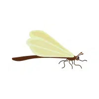 Mayfly | Nocturnal Insects Names